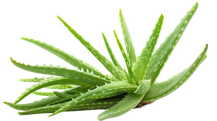 Fototapeta premium Aloe transparent background
