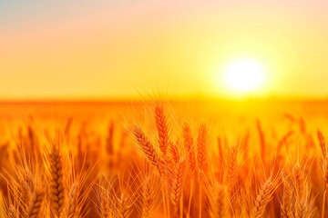 Fototapeta premium beautiful field of yellow wheat during sunset