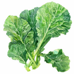 Naklejka premium A watercolor painting of fresh mustard greens, showing their detailed textures and vibrant green color, isolated on white background.