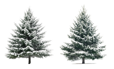 snowing pine tree collection isolated on transparent or white background