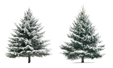 snowing pine tree collection isolated on transparent or white background