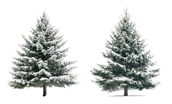 snowing pine tree collection isolated on transparent or white background