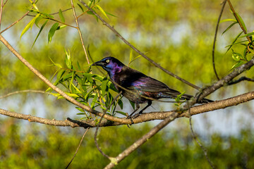 Common Grackle