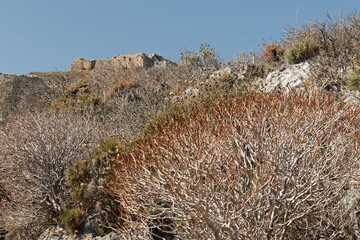 Tree Spurge (Euphorbia dendroides). Monemvasia island. Peloponnese. Greece.