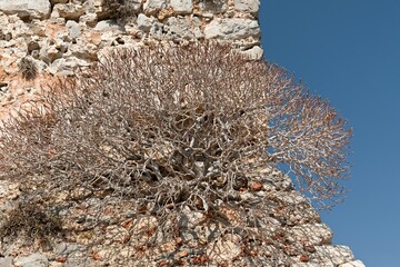 Tree Spurge (Euphorbia dendroides). Monemvasia island. Peloponnese. Greece.