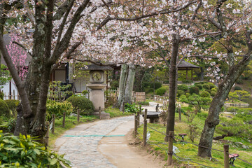Cherry blossom in full bloom in Shukkei-en (Shukkeien) Japanese garden. Hiroshima Prefecture, Japan.