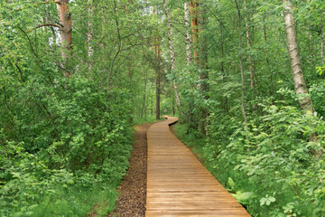 wooden walkways on educational nature trail in the forest