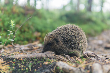 wild hedgehog in natural habitat