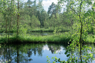 calm forest lake with grassy swampy banks