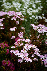flowers in the garden