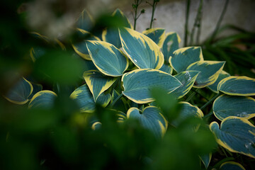 leaves in the forest