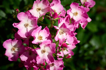 pink and white flowers