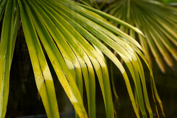 wet palm tree leaves