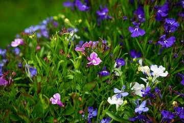 flowers in the garden