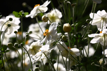 Bright white flowers anemone japonica. Large number of buds against a dark background.