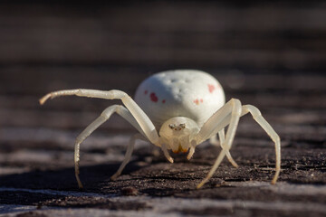 crab spider