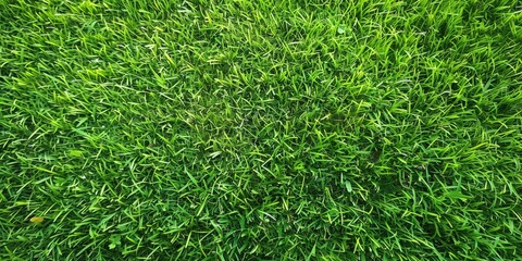 Green Grass Texture