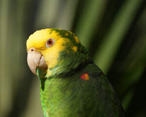 Yellow-Headed Amazon Parrot