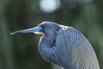 Breeding Tricolored Heron 