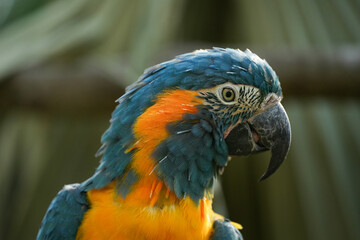 Blue-throated Macaw