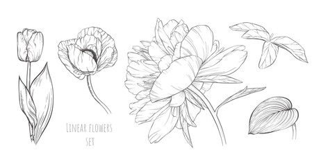 Fototapeta premium Vector hand drawn flowers set. Linear black and white plant. Big peony, open poppy bud, tall tulip, many leaves. Elegant botanical ink illustration for romantic invitation design, trendy fashion print