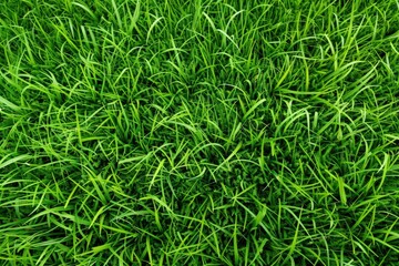Vibrant Green Grass Texture