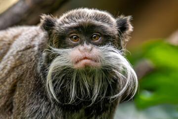 Obraz premium Emperor Tamarin - Saguinus imperator, portrait of small beautiful primate with long white moustache from tropical forests of Amazonia, Brazil.