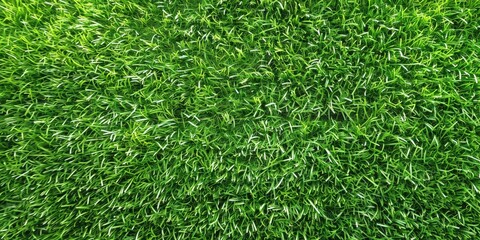 Green Grass Texture