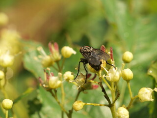 A fly sits on a flower in the company of some kind of beetle