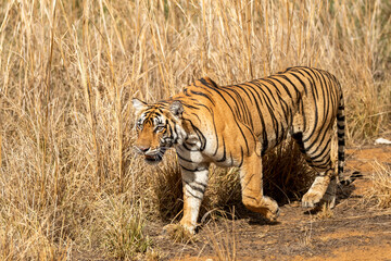 wild female bengal tiger or panthera tigris or tigress side profile walking in her territory in dry...