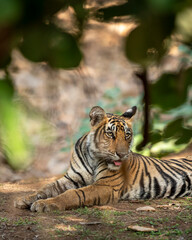 wild female tiger cub or panthera tigris closeup with face expression Showstopper sitting in natural scenic green background jungle safari at Ranthambore National Park Forest Reserve Rajasthan India