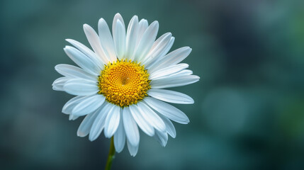 Obraz premium Daisies are happy and common flowers that come from the Aster family.