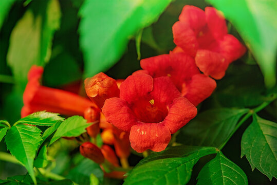 Campsis is a beautiful, fast-growing liana of the Bignonia family. Red flowers of tecoma