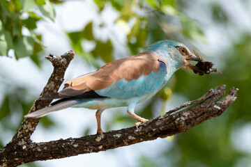 Rollier d'Europe,. Coracias garrulus, European Roller