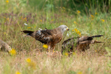 Milan royal,.Milvus milvus , Red Kite