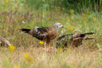 Milan royal,.Milvus milvus , Red Kite