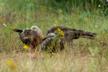 Milan royal,.Milvus milvus , Red Kite