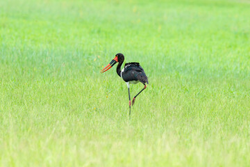 Jabiru d'Afrique.Ephippiorhynchus senegalensis, Saddle billed Stork, Afrique du Sud