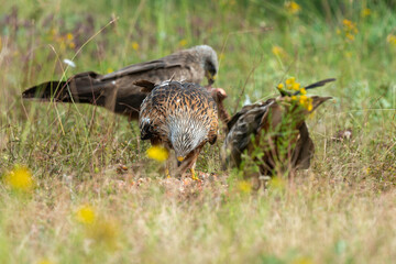 Milan royal,.Milvus milvus , Red Kite