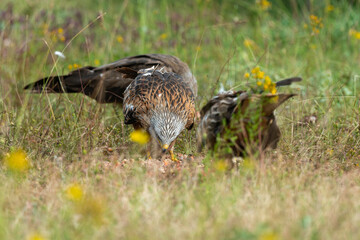 Milan royal,.Milvus milvus , Red Kite