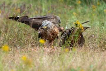 Milan royal,.Milvus milvus , Red Kite