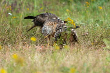 Milan royal,.Milvus milvus , Red Kite