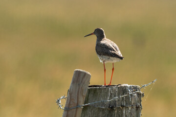 Chevalier gambette,.Tringa totanus, Common Redshank