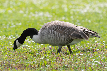 Bernache du Canada, nid, .Branta canadensis, Canada Goose