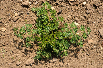 Petroselinum crispum, Persil