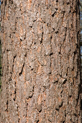 Pinus sylvestris, Pin sylvestre