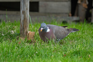 Pigeon ramier, Common Wood Pigeon, columba palumbus