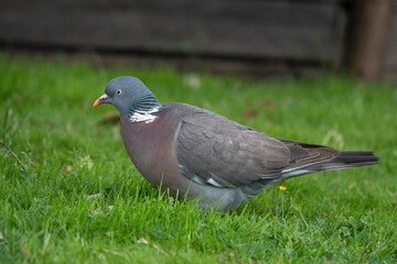 Pigeon ramier, Common Wood Pigeon, columba palumbus