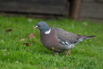 Pigeon ramier, Common Wood Pigeon, columba palumbus