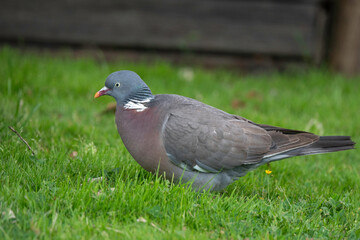 Pigeon ramier, Common Wood Pigeon, columba palumbus